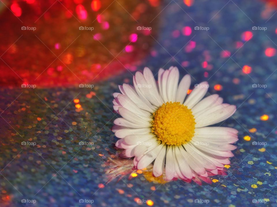 Daisy flower against glittering background