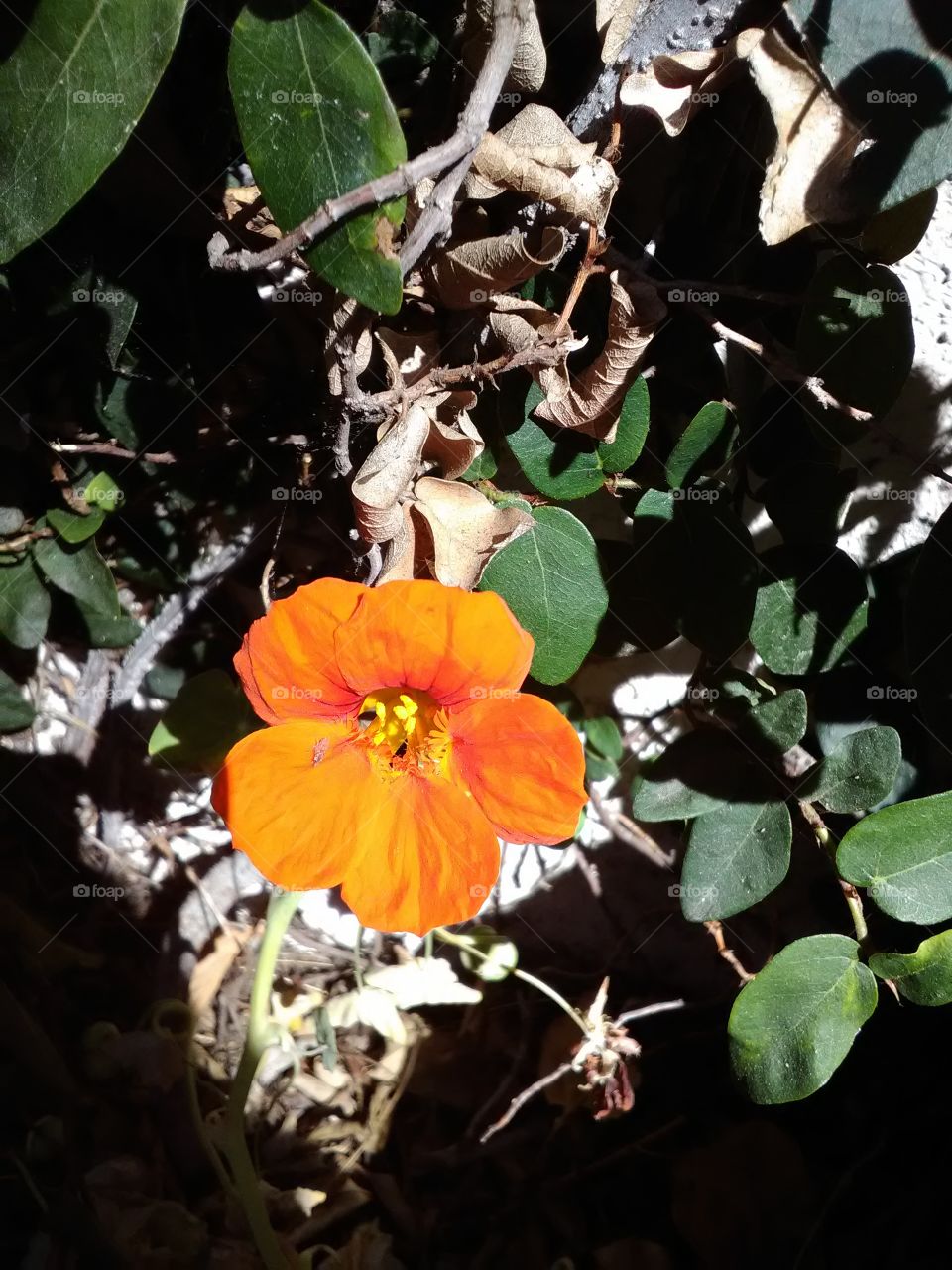 orange Bloom