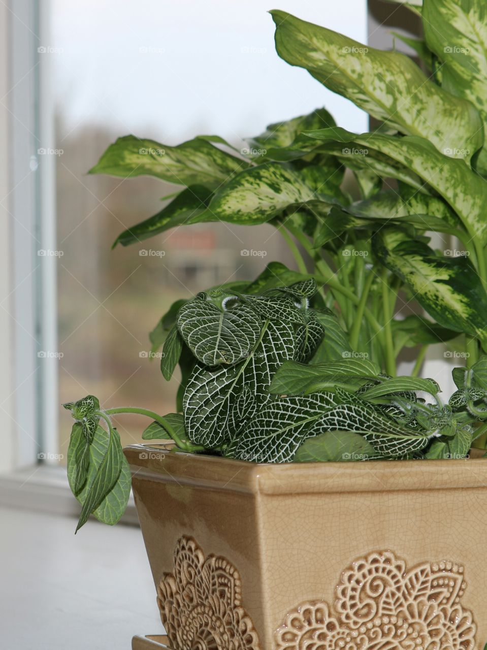 house plants in pot