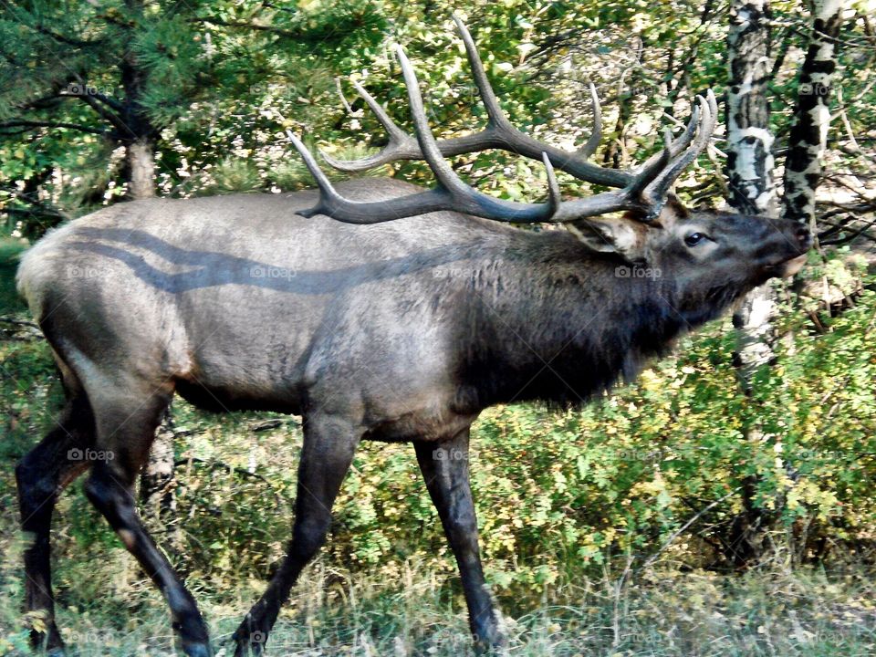 Elk at edge of forest