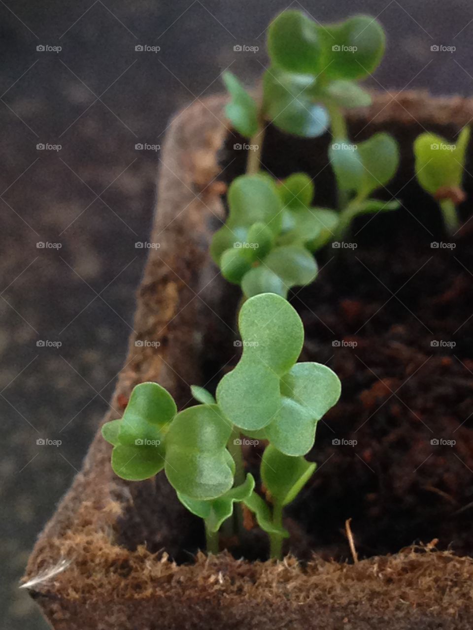 Little herb plant growing