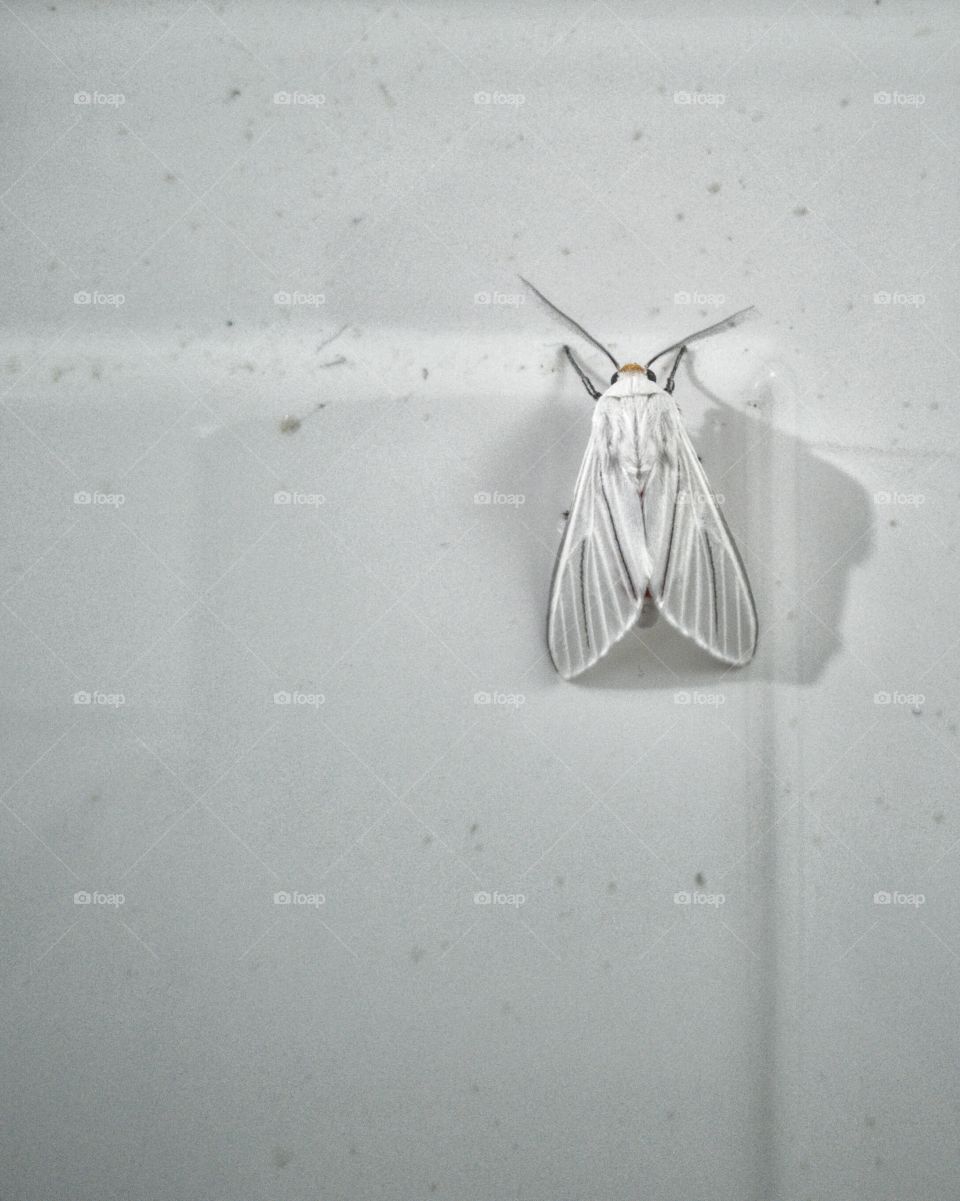 White Bug Tile