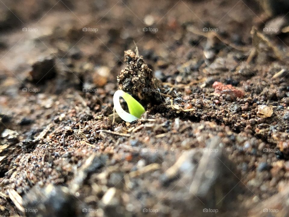 Hello Bud... A small seed hatching in this beginning of Spring. Only the days will tell how big it will turn.