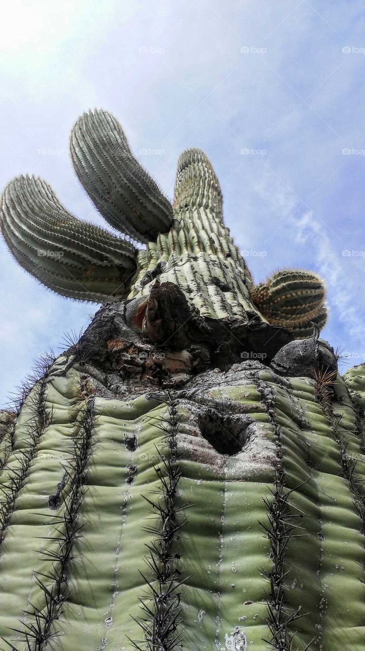 Giant Saguaro Cactus, Yuma, Arizona, USA

Instagram username; anita.walter.796