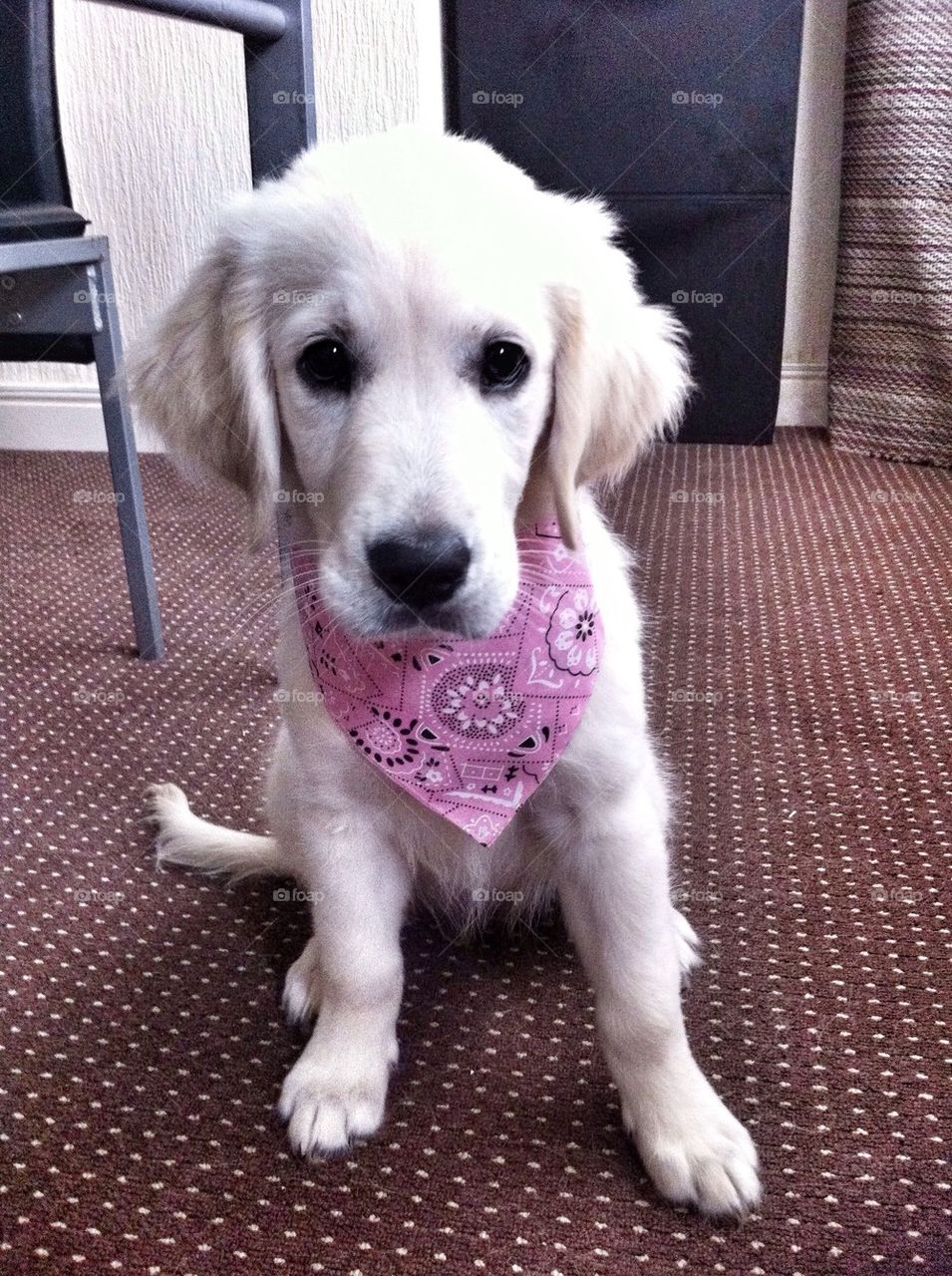 Zoe - Golden Retriever