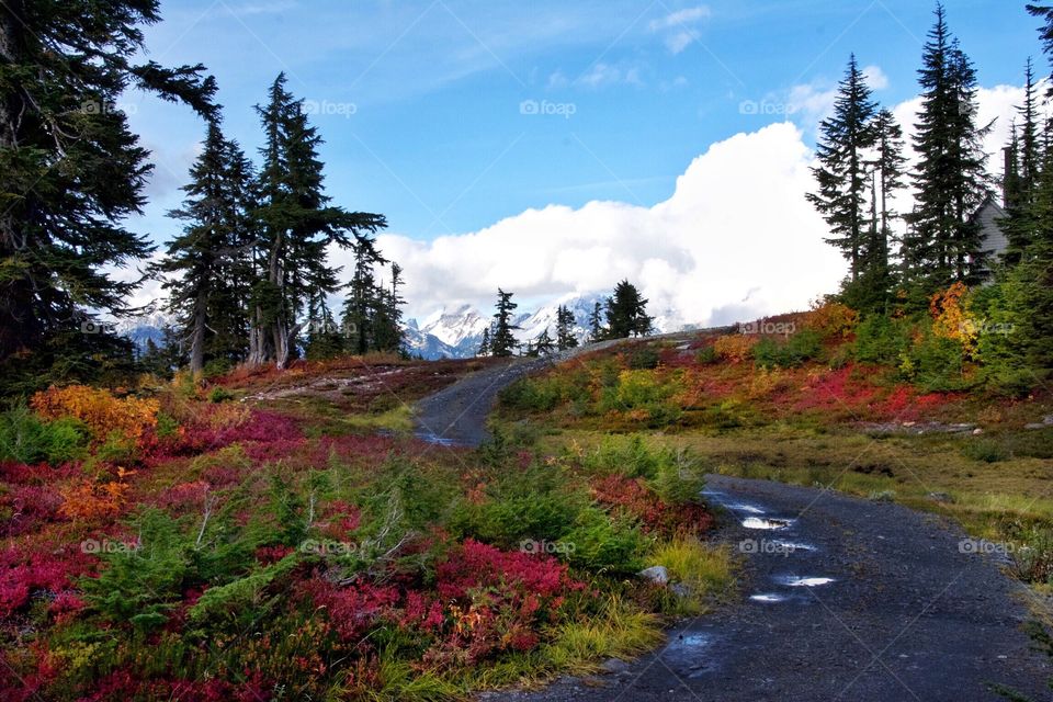 Autumn Trail