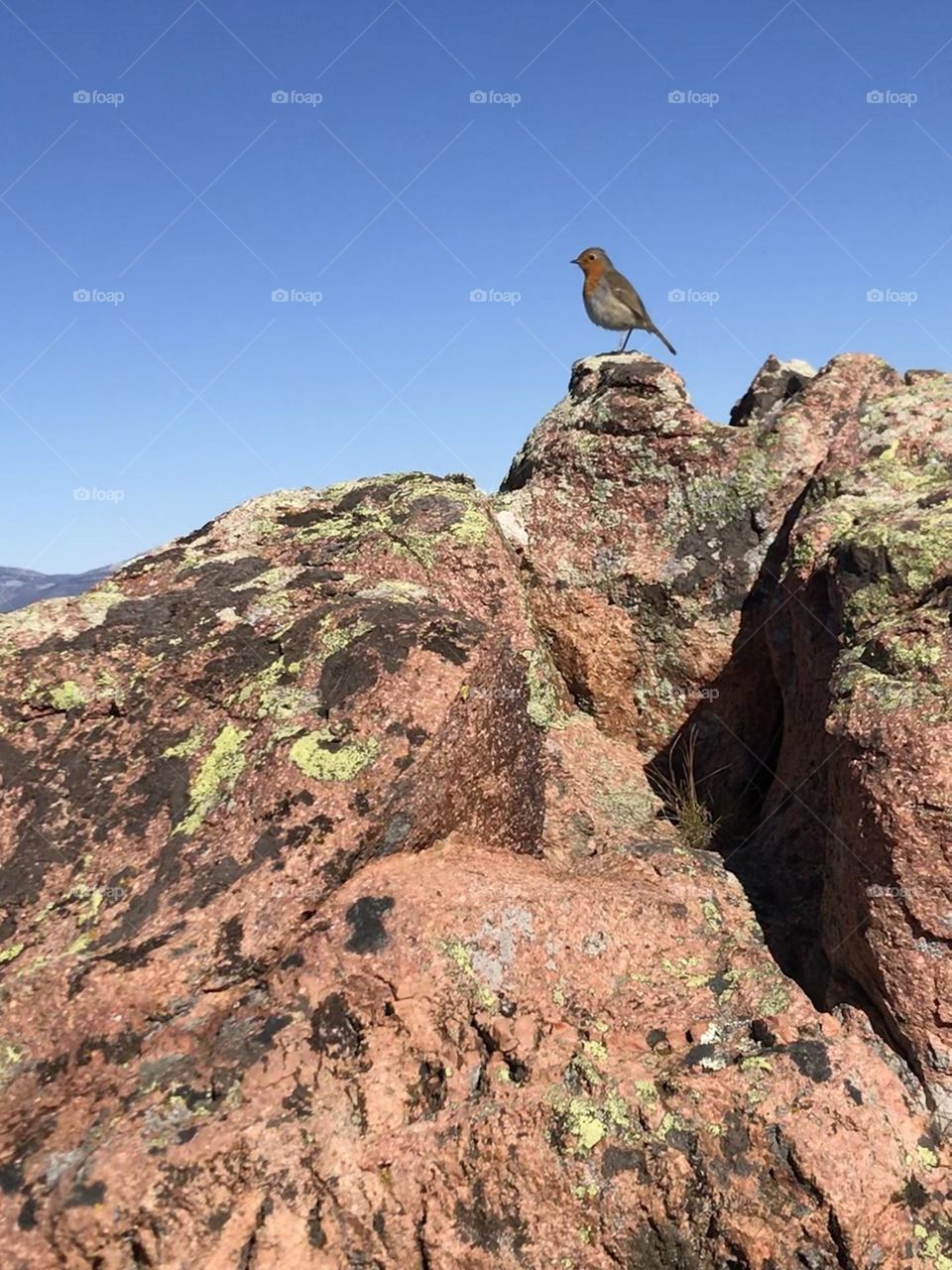 L’oiseau qui prend sa pose