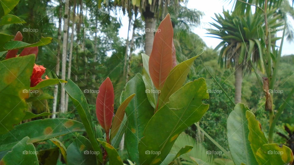 NATURE ENVIRONMENT TREE LEAF