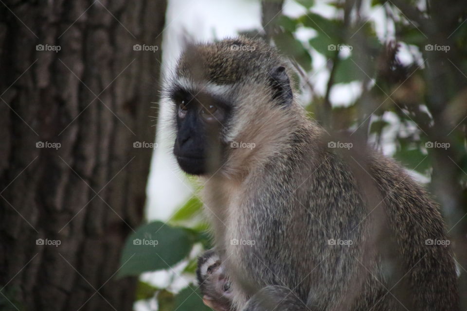 A monkey at the Nile River.