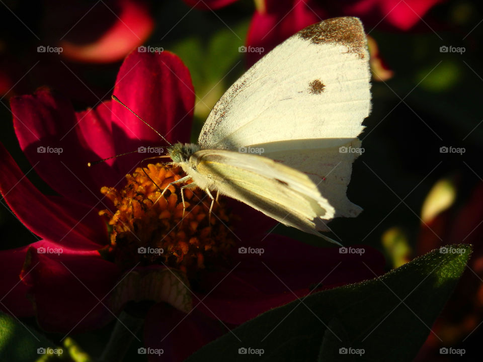 White butterfly in golden hour sunlight and shadows on Deep pink daisy flower closeup full frame nature art photography 