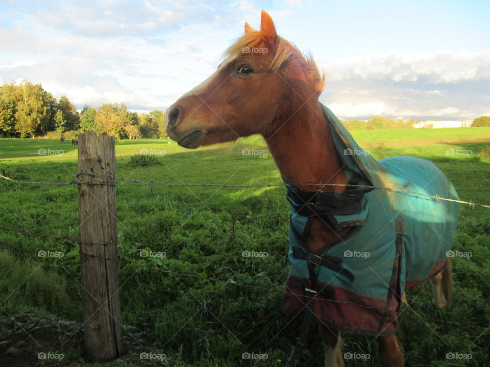 Portrait of a horse🐴 I would love to know what he was thinking when I took this photo📸