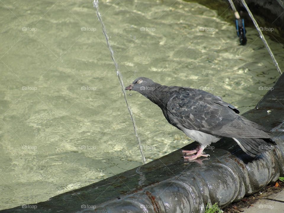 Pigeon in the fountain