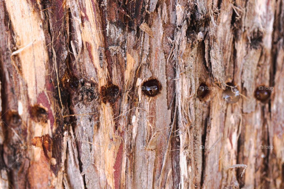 holes in a tree from a wood pecker