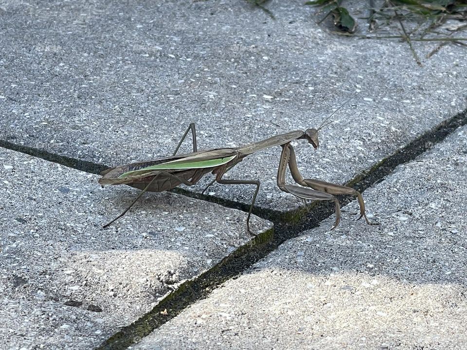 Grasshopper 