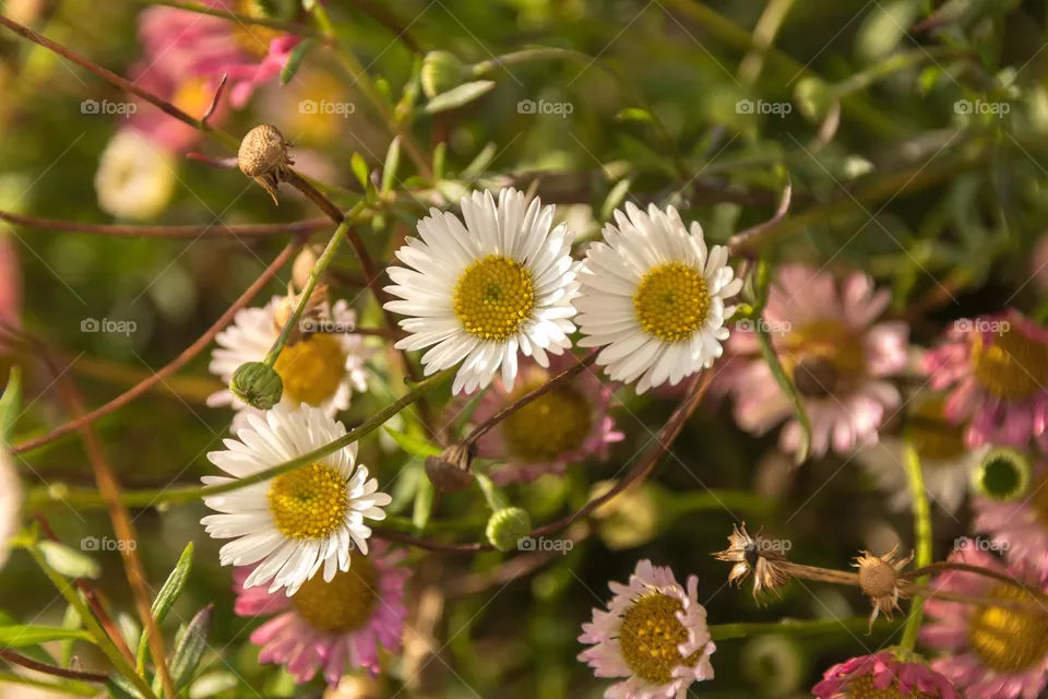 flowers