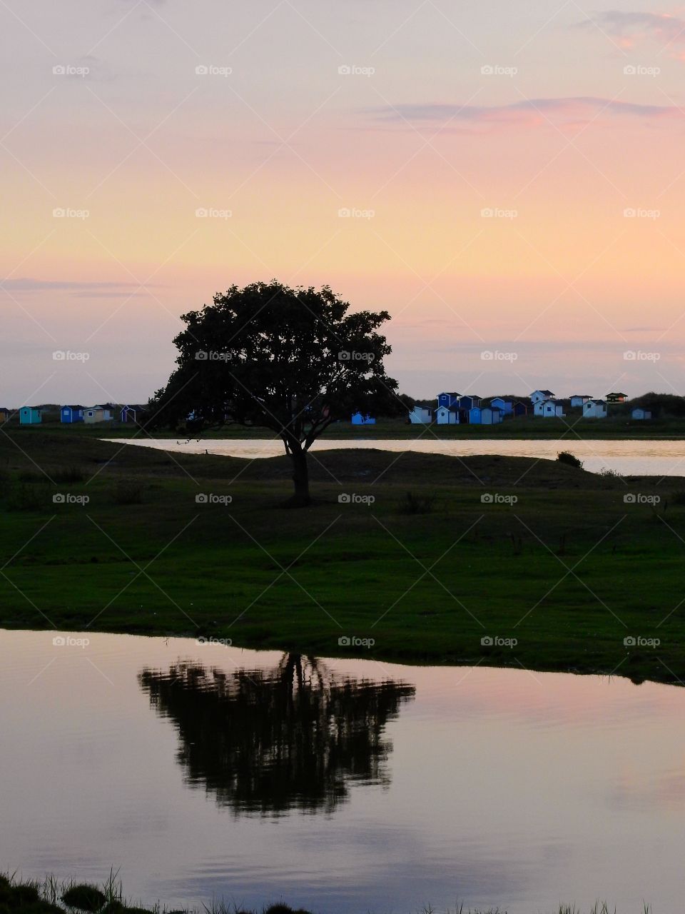 Tree in reflection