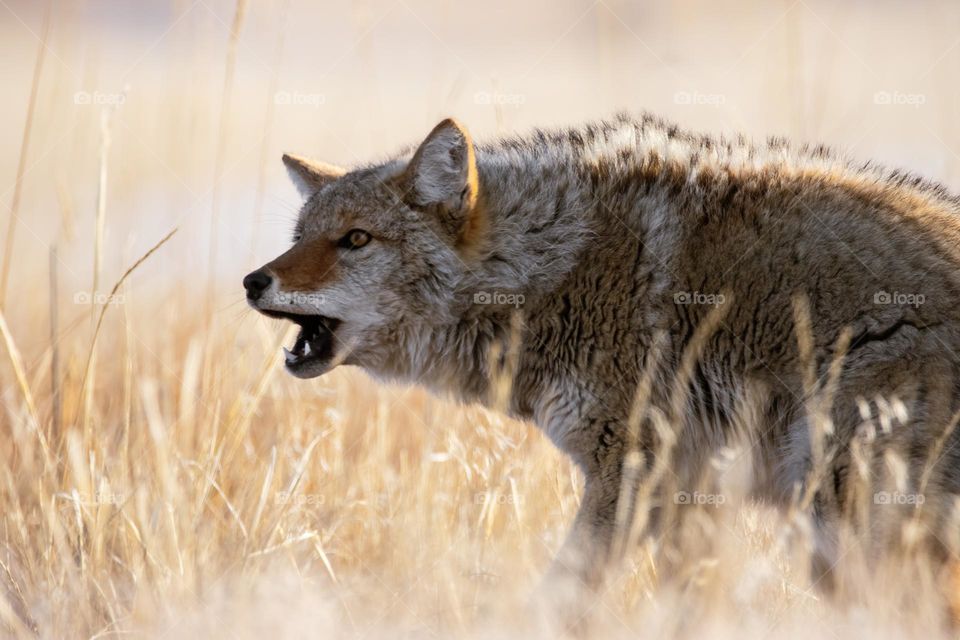 Coyote wildlife outside outdoors nature zoomed beautiful pretty animal wild dog wolf markings golden field farmland country countryside photo photography amateur barking howling teeth prairie American jackal Wild West Wyoming 