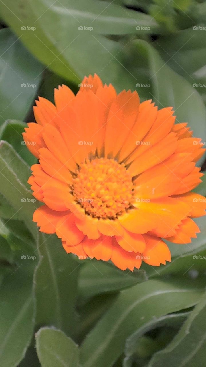 orange flower