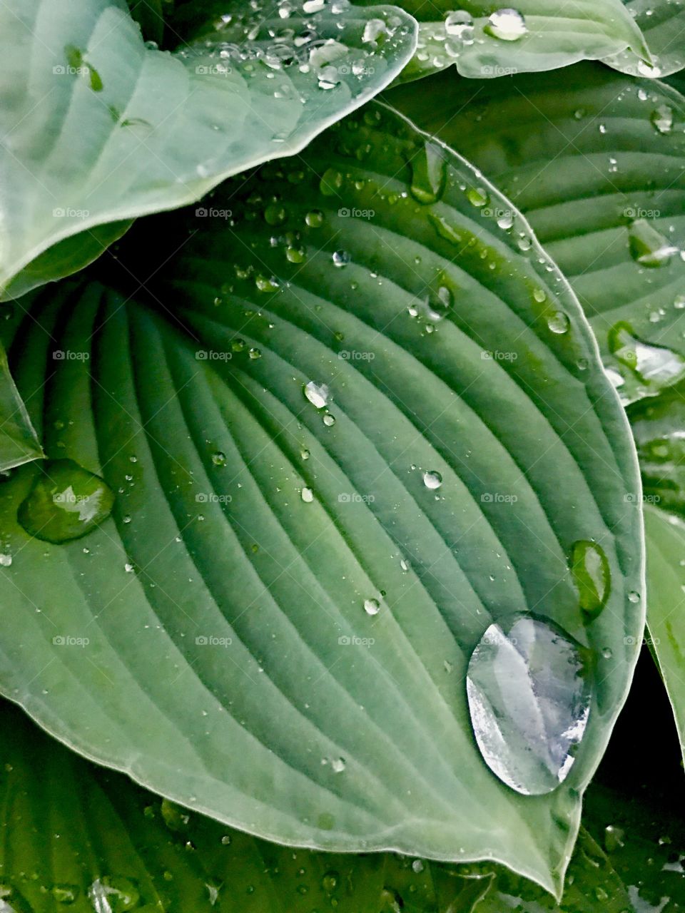 Raindrops on green leaves made with iPhone 7 camera 