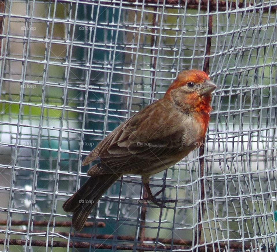 Songbird outside of cage