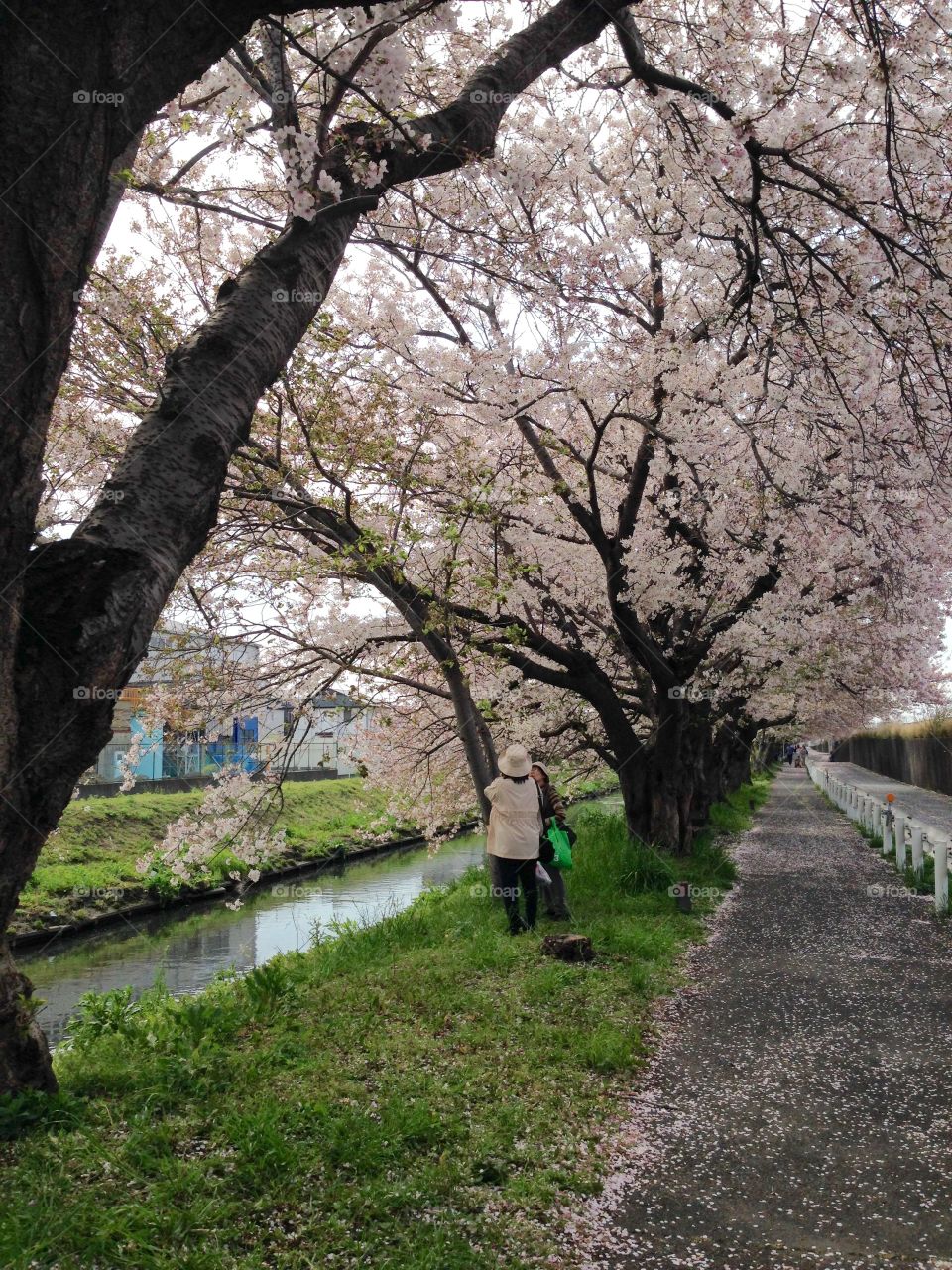 Sakura path