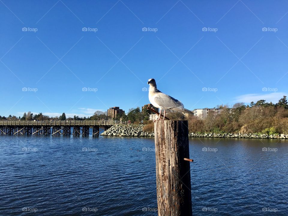 Seagull enjoying the autumn sun