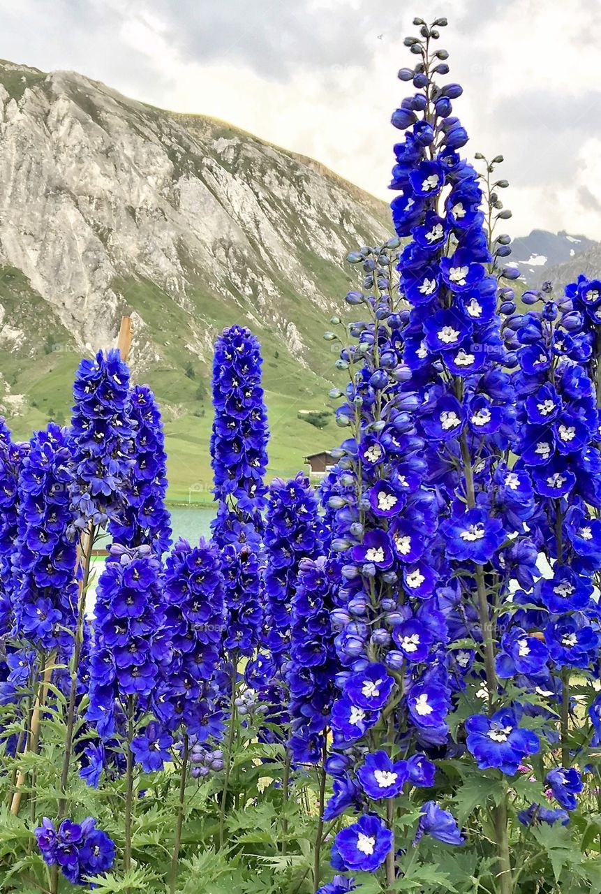 Delphinium at Tignes - French Alps 