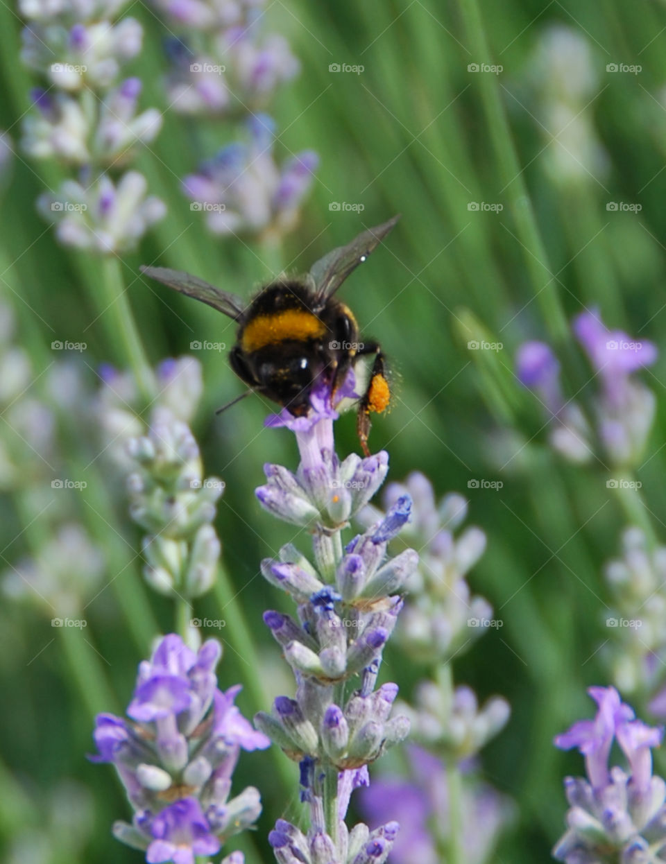 A Humblebee on Lavender