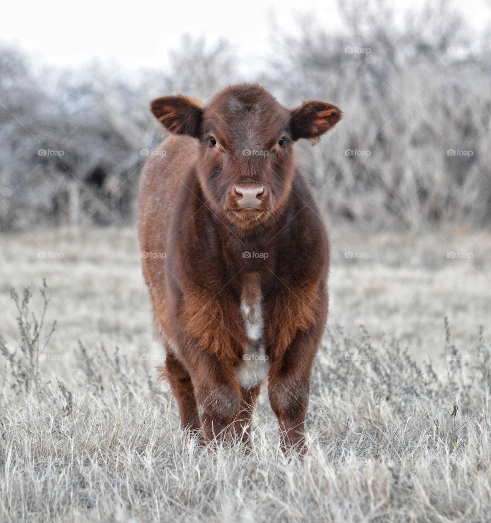 Young calf looking at photographer. 