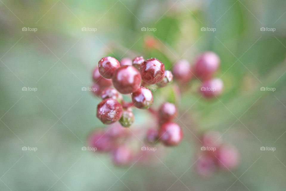 Bright shiny maroon plants