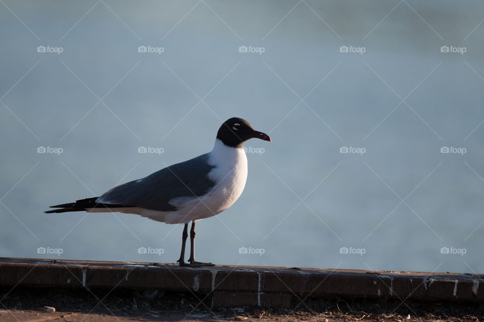 Bird, No Person, Wildlife, Seagulls, Nature