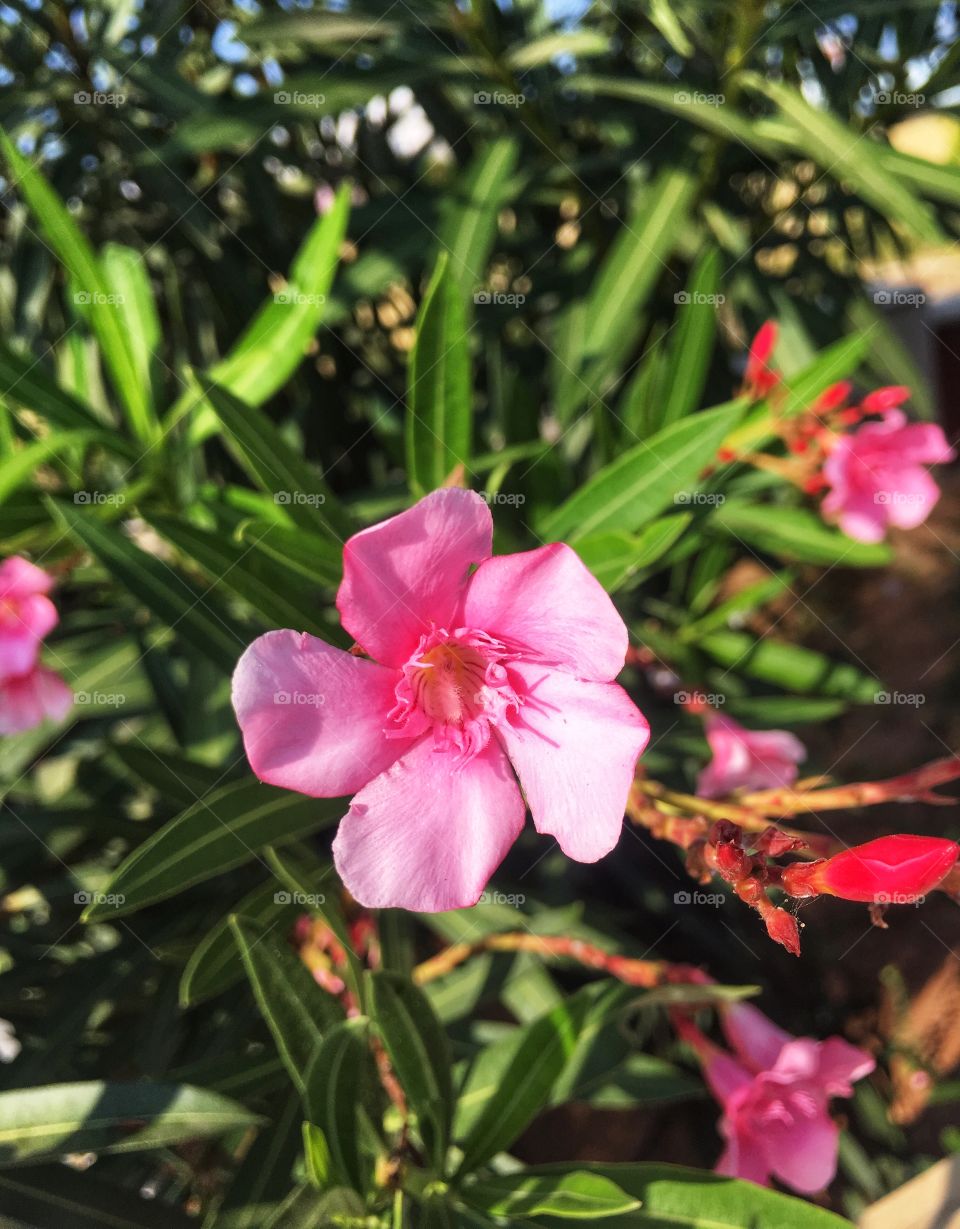 Brite Pink Flower