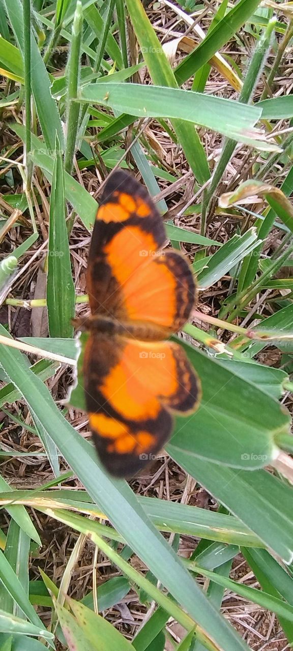 explosion of colors butterfly