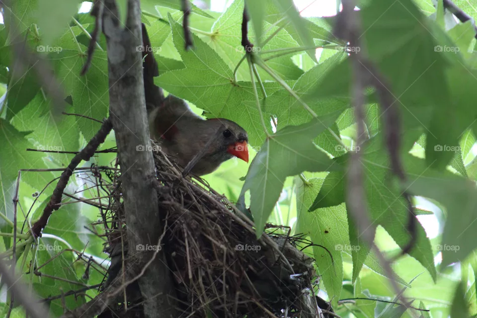 Cardinal mom protecting her nest