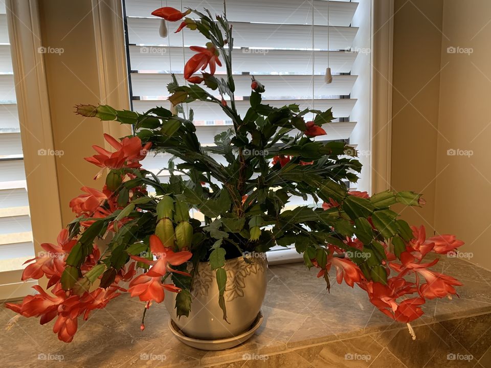 Christmas Cactus