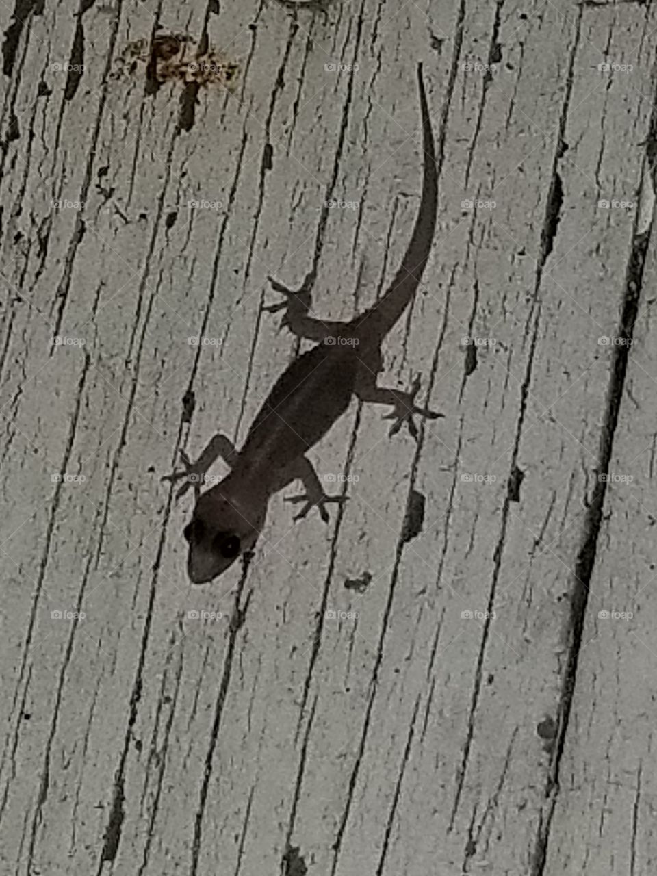 gecko