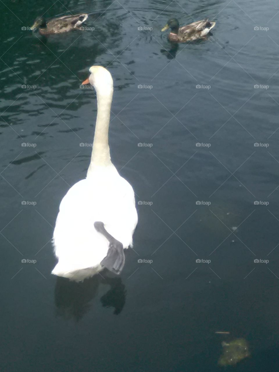 No Person, Bird, Water, Swan, Lake