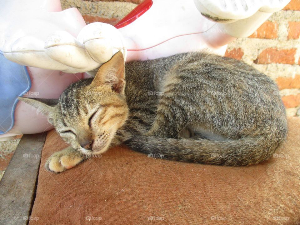 The cat is sleeping soundly on a wooden chair in front of the house
