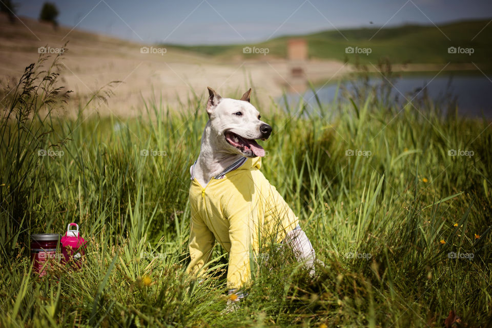 Dog in pet clothing sitting in grass