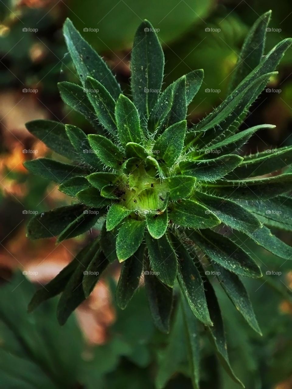 Macro photo of a summer plants