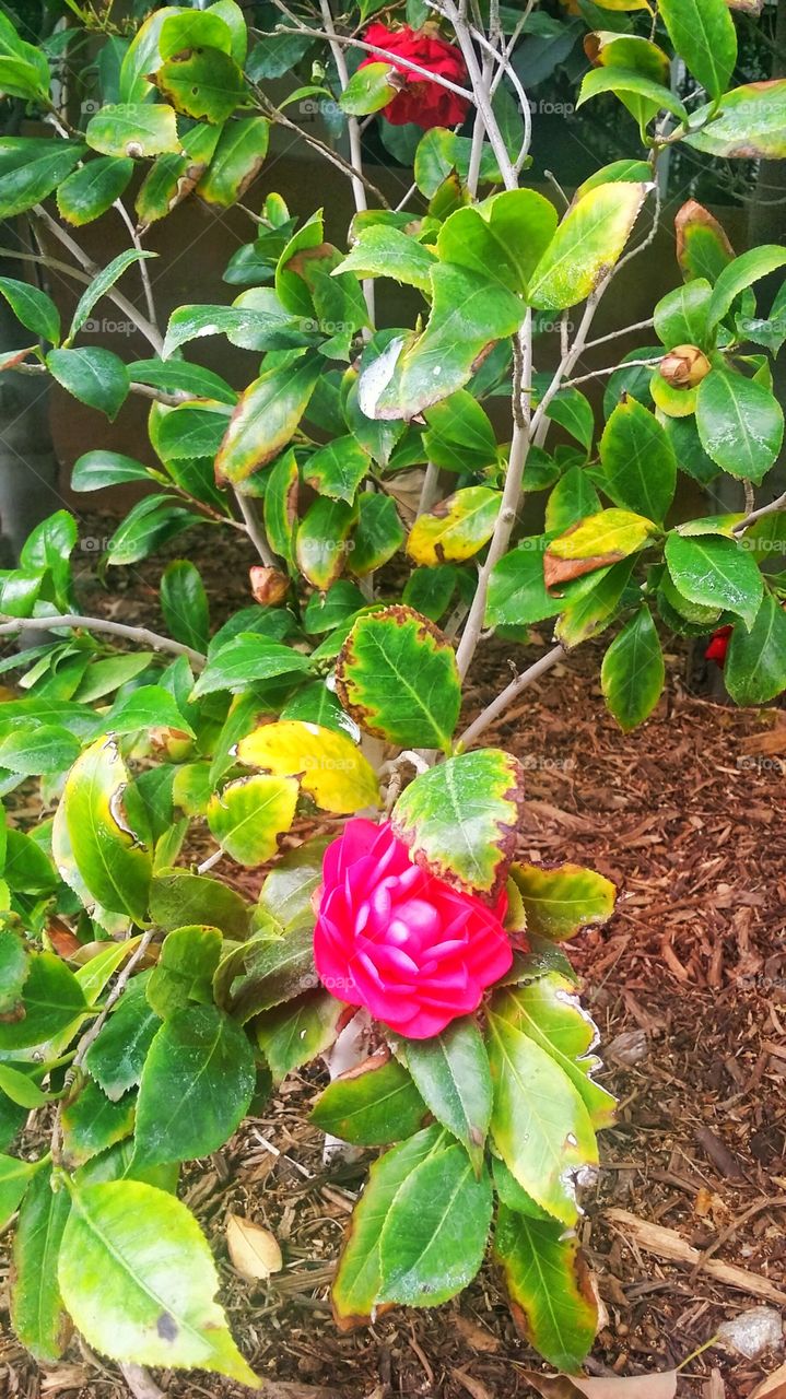 Pink Rose. Another flower on my walk today