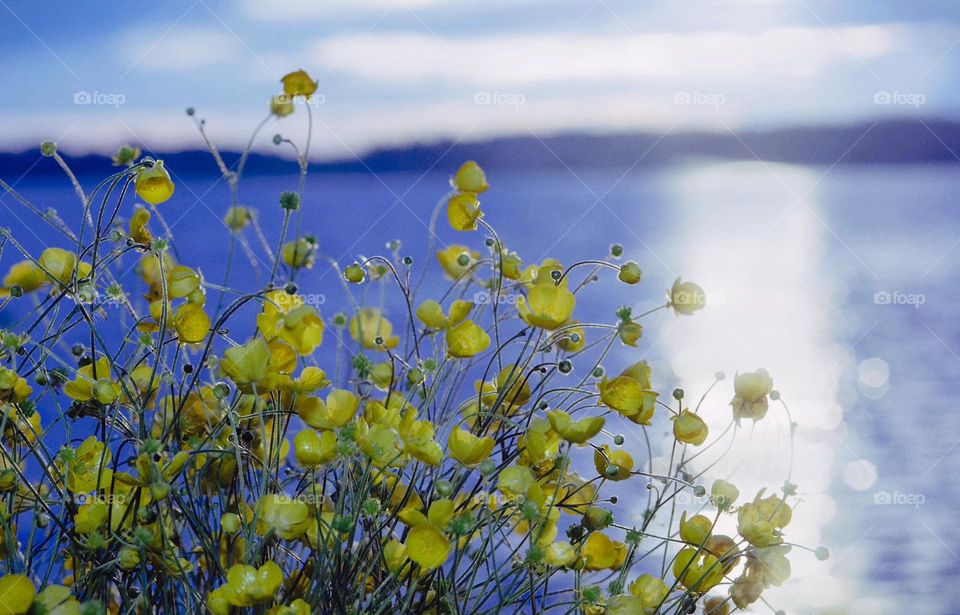 yellow flowers against the backdrop of the setting sun and a forest lake