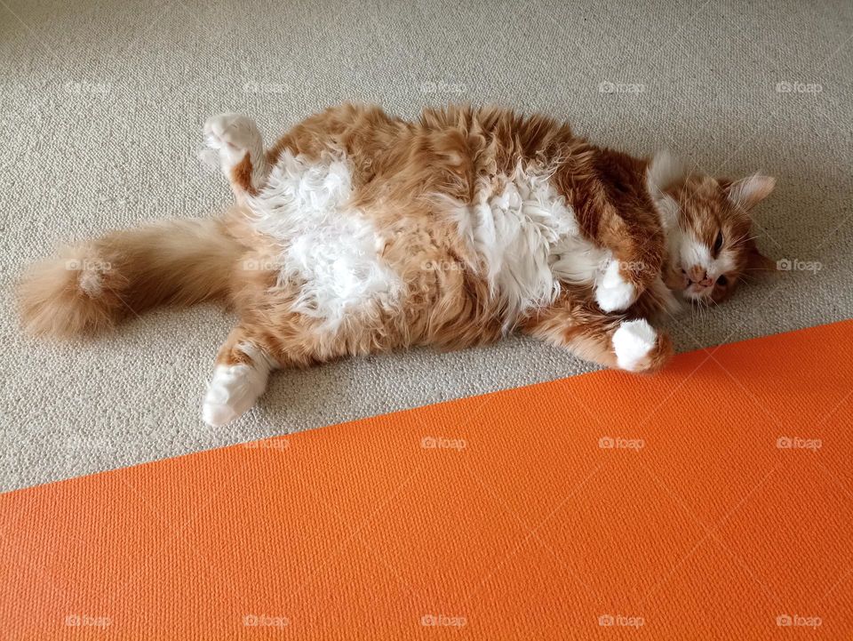 cat funny relaxing home and yoga mat