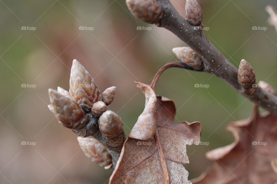 Spring leafs