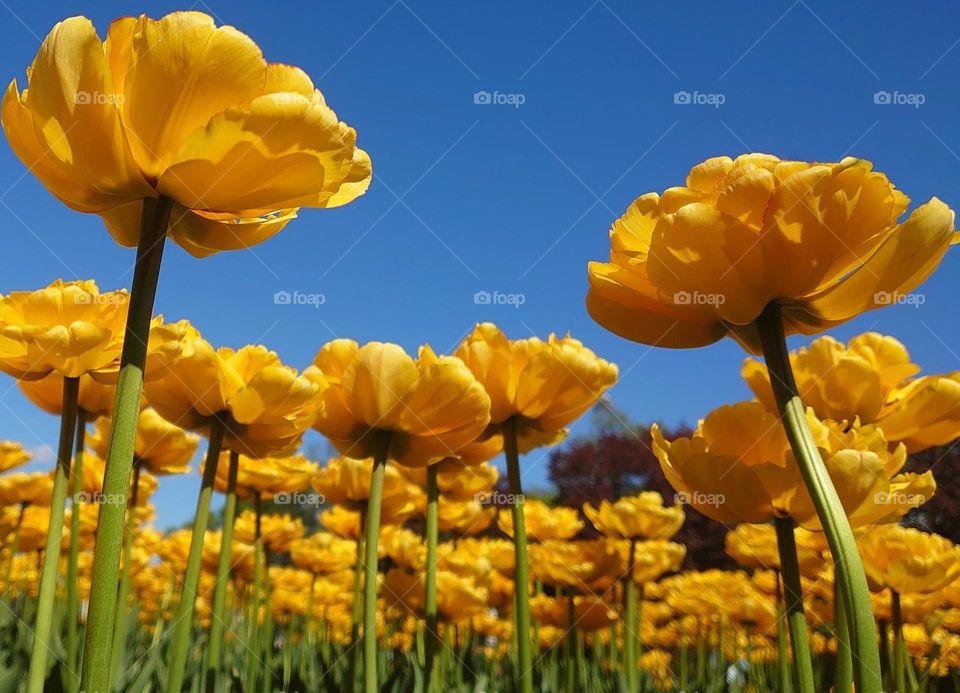 Yellow tulips 💛💛