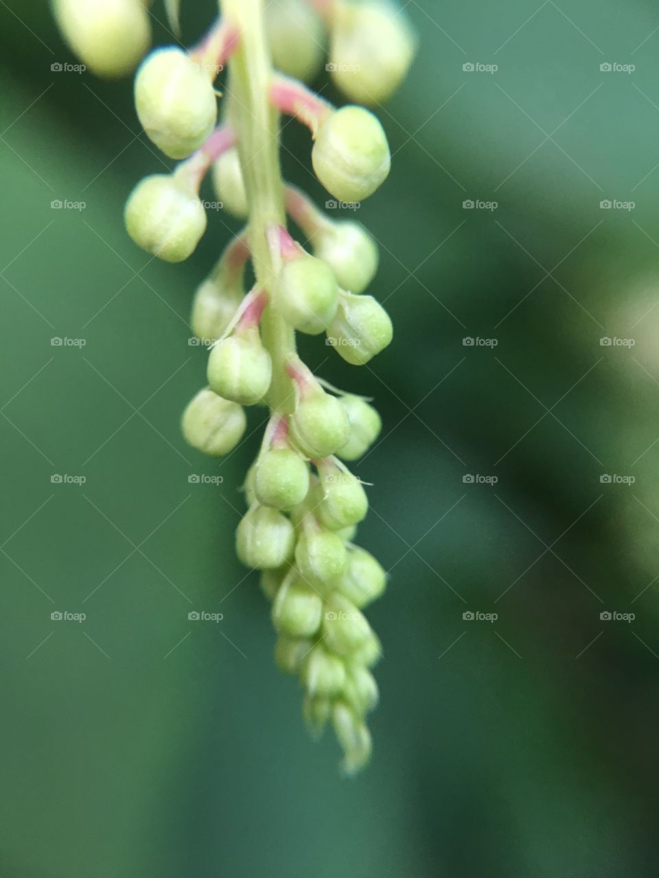 Closeup of native plant