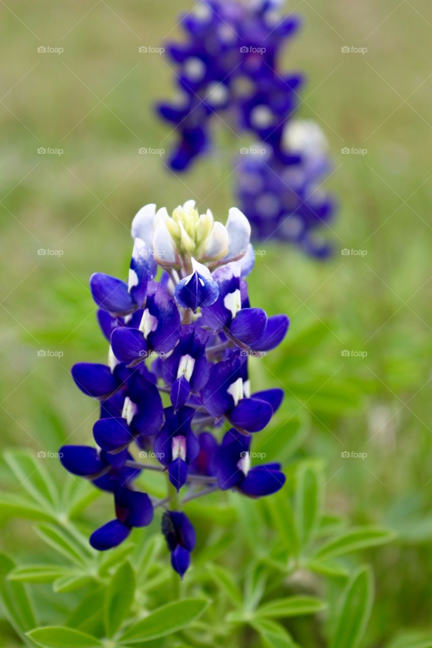 Spring in Texas! First sign...Texas Blue Bonnets.