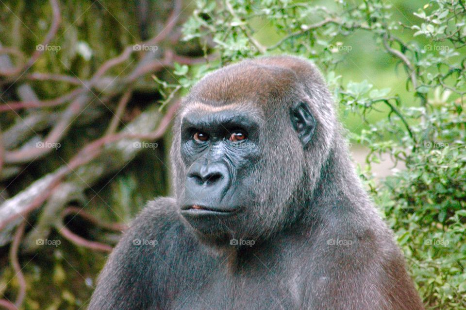Gorilla photo from the zoo. Direct stare. 