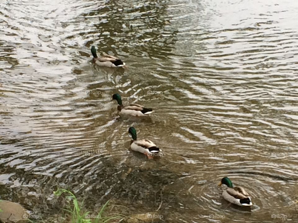 Do you have your ducks in a row?