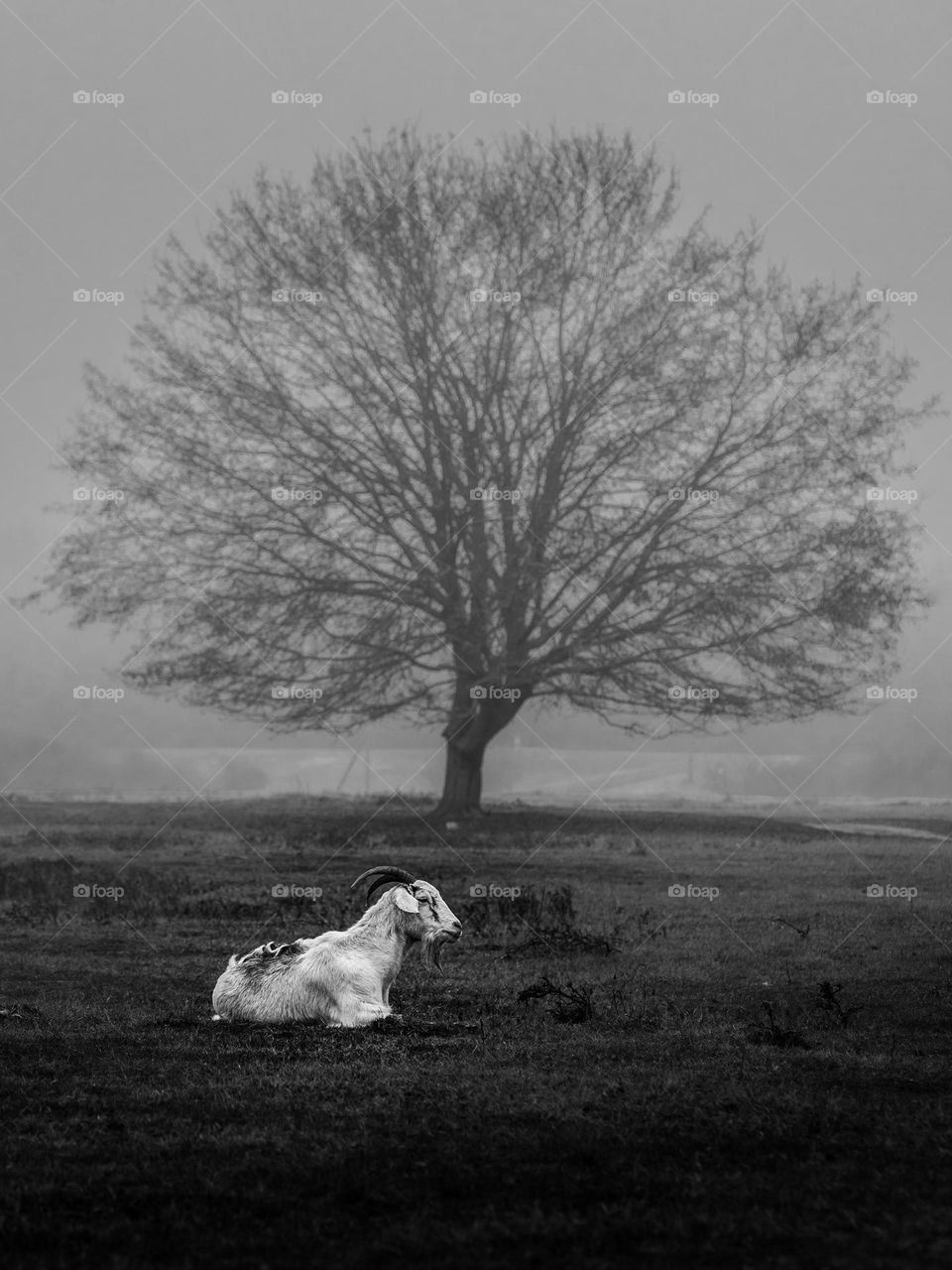 goat standing in the field surrounded by fog